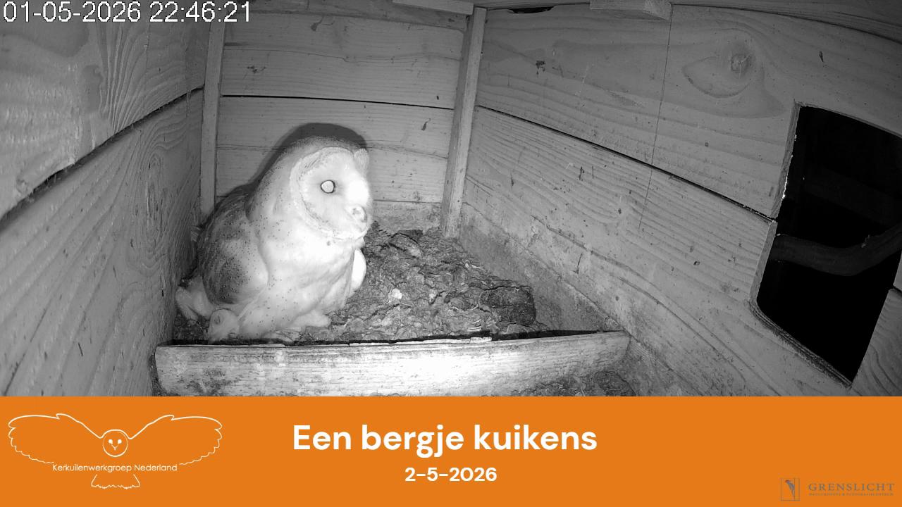 Een bergje kuikens
