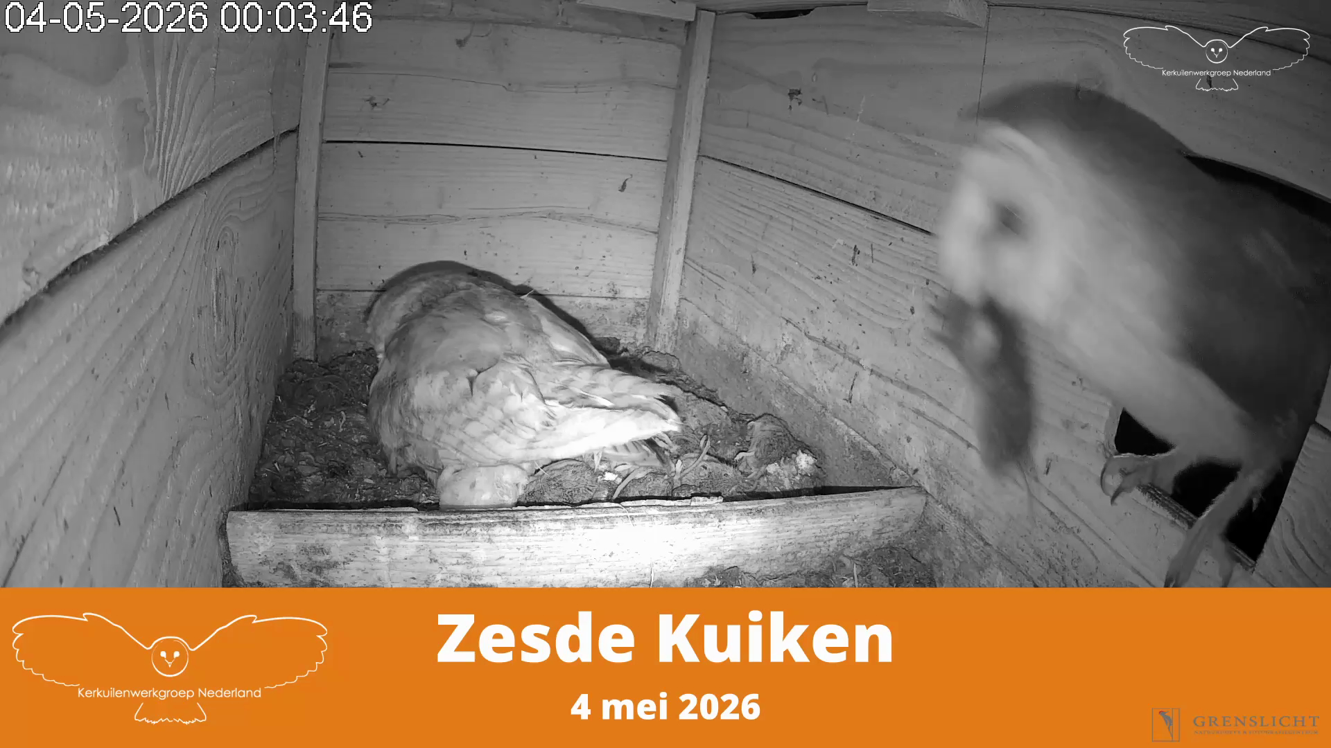 Zesde kuiken
