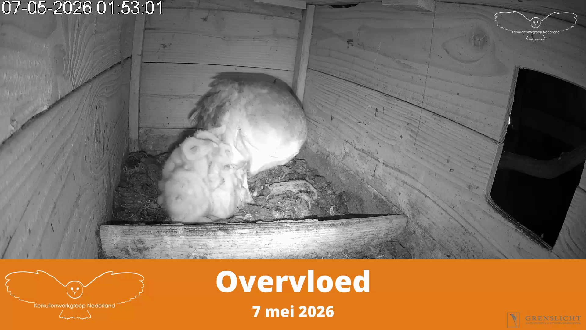 Overvloed