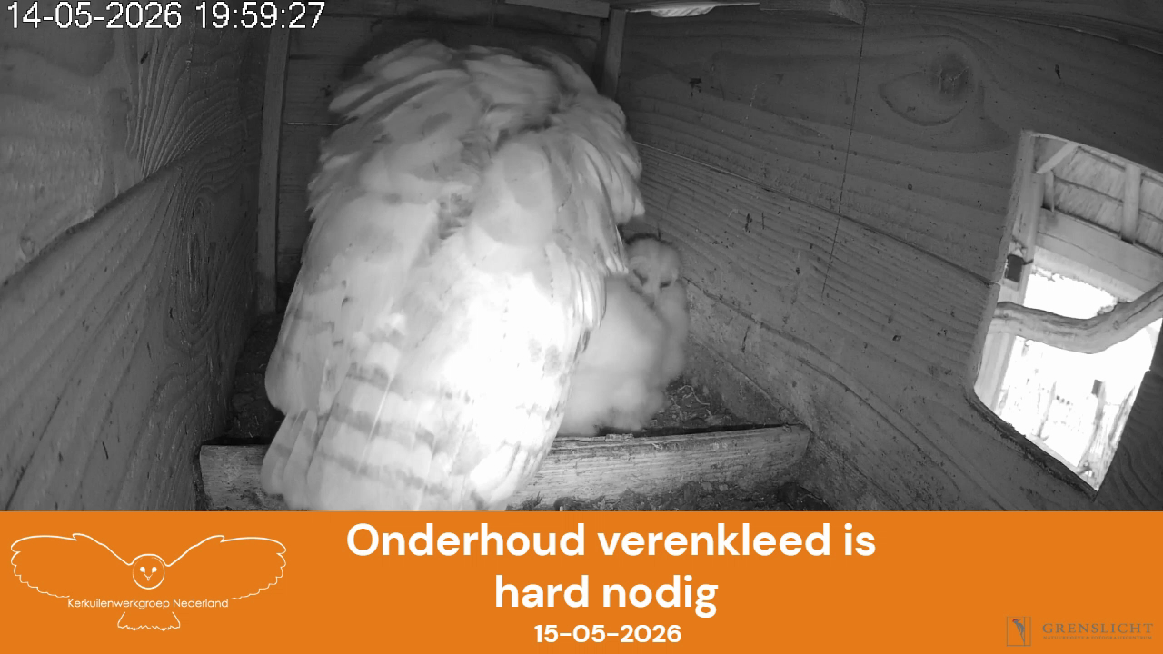 Onderhoud verenkleed is hard nodig