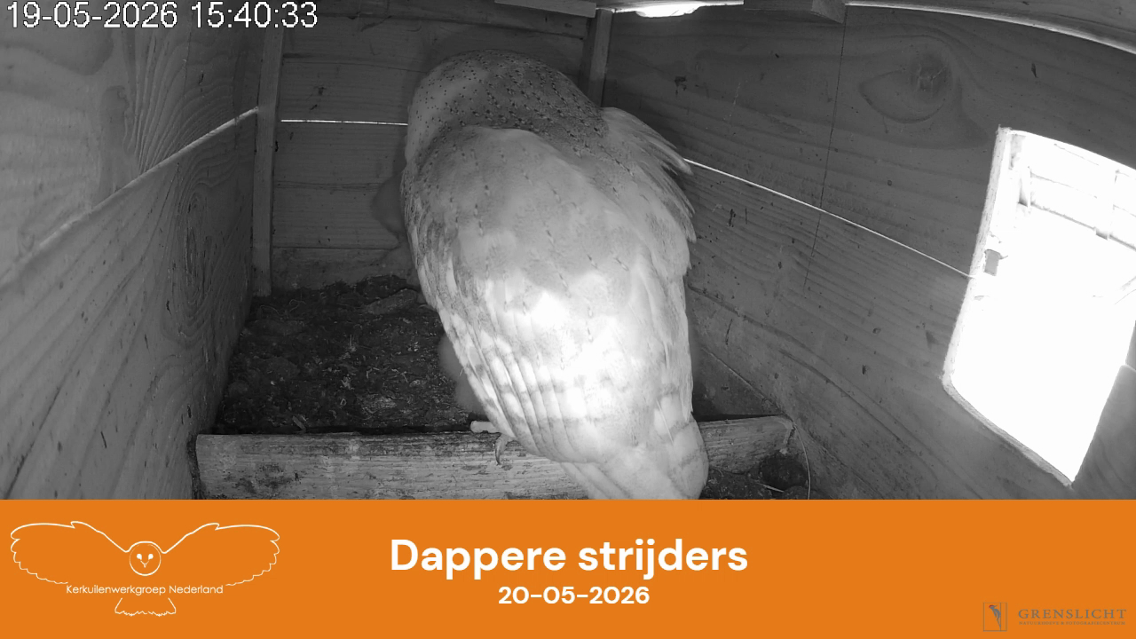 Dappere strijders
