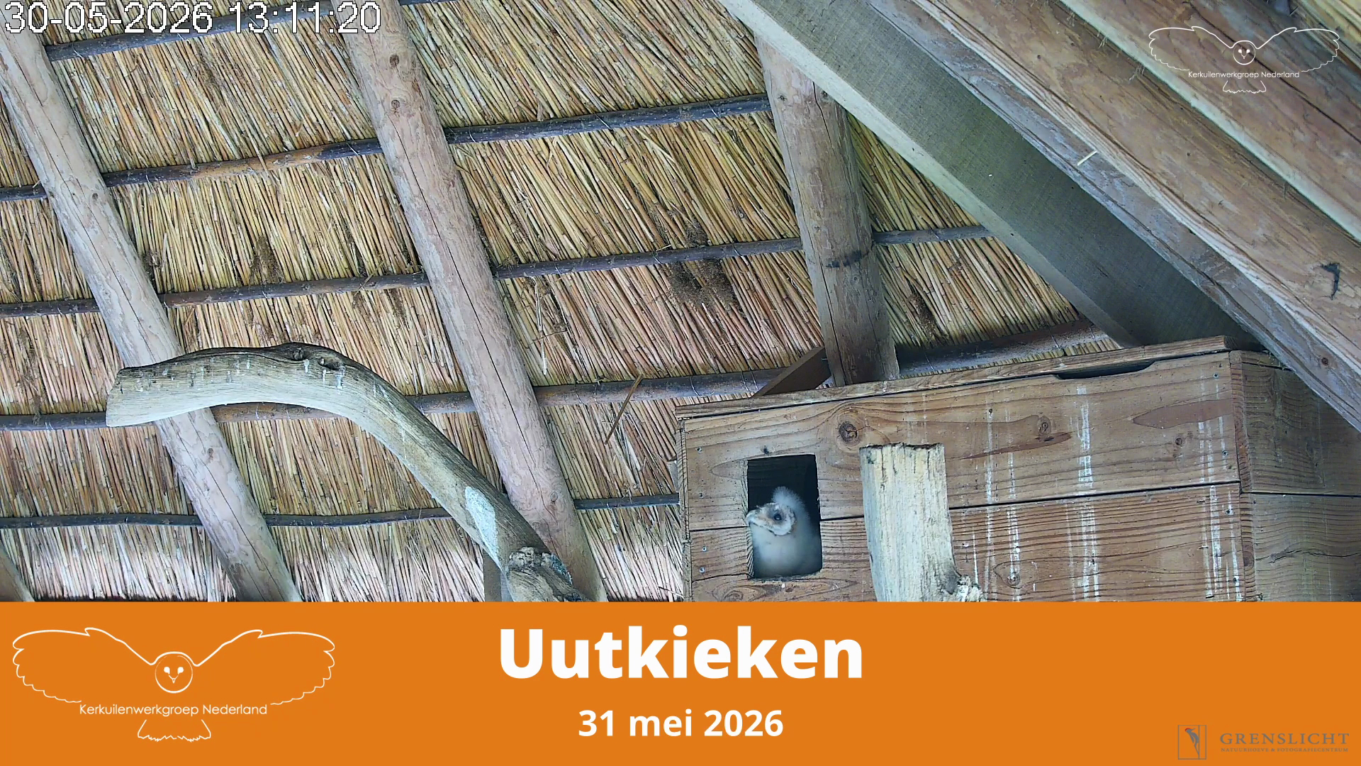Uutkieken