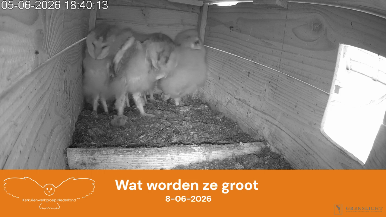 Wat worden ze groot
