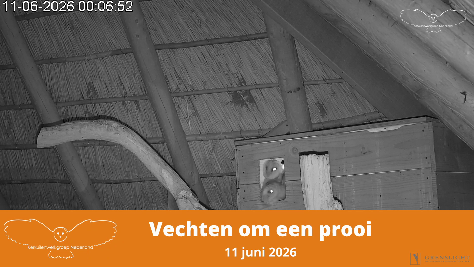 Vechten om een prooi