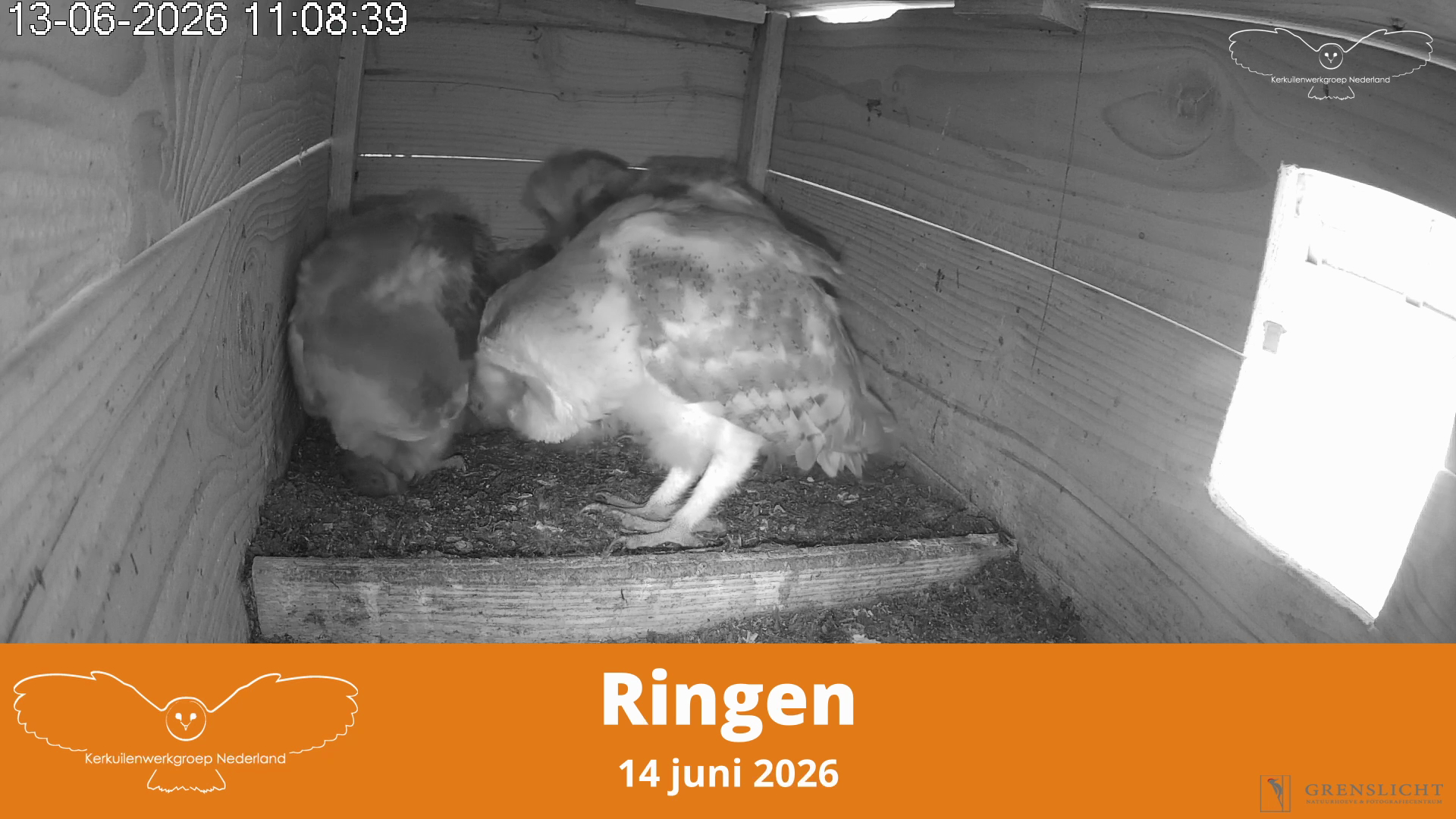 Ringen