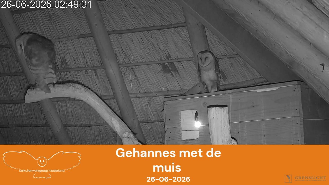 Gehannes met de muis